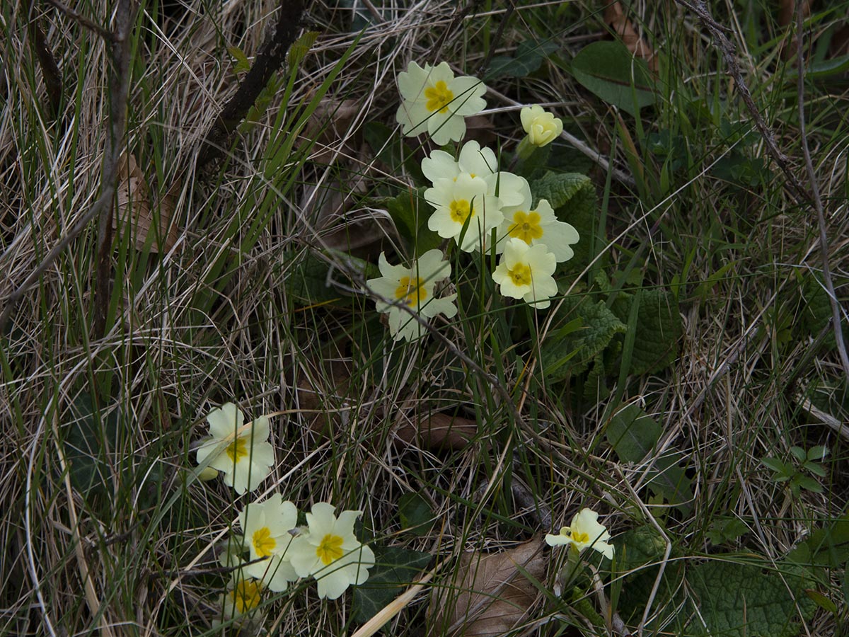 Primula vulgaris